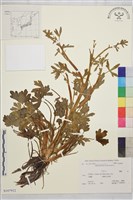 藏品(石龍芮)的圖片