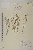 藏品(石胡荽、吐金草)的圖片