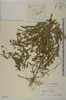 藏品(鱧腸)的圖片