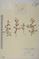 藏品(灰綠藜)的圖片