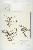 藏品(長葉茅膏菜)的圖片