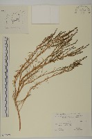 藏品(裸花鹼蓬)的圖片