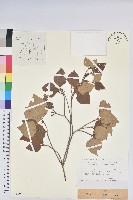 藏品(網紋杜鵑)的圖片