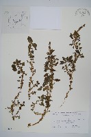 藏品(凹葉野莧菜)的圖片