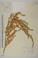 藏品(藜、灰藜)的圖片