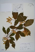 藏品(鵝耳櫪槭)的圖片