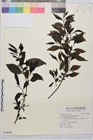 藏品(小葉鼠李)的圖片