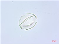 藏品(單花錫杖花、臺灣錫杖花)的圖片