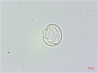 藏品(長葉苧麻)的圖片