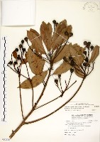 藏品(大葉楠)的圖片