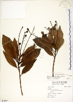 藏品(大葉楠)的圖片