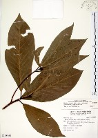 藏品(大葉楠)的圖片