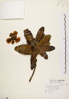 藏品(大頭茶)的圖片