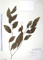 藏品(風藤)的圖片