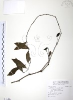 藏品(風藤)的圖片