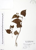 藏品(臭腥草、蕺菜)的圖片