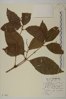 藏品(草珊瑚、紅果金粟蘭)的圖片