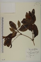 藏品(草珊瑚、紅果金粟蘭)的圖片