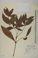 藏品(草珊瑚、紅果金粟蘭)的圖片