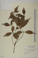 藏品(草珊瑚、紅果金粟蘭)的圖片