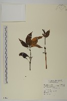 藏品(草珊瑚、紅果金粟蘭)的圖片