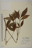 藏品(草珊瑚、紅果金粟蘭)的圖片