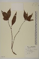 藏品(草珊瑚、紅果金粟蘭)的圖片