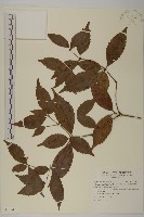 藏品(草珊瑚、紅果金粟蘭)的圖片