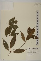 藏品(草珊瑚、紅果金粟蘭)的圖片