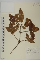 藏品(草珊瑚、紅果金粟蘭)的圖片