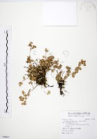 藏品(小椒草)的圖片