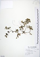 藏品(小椒草)的圖片