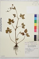 藏品(鉤柱毛茛)的圖片