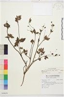 藏品(水辣菜、禺毛茛)的圖片