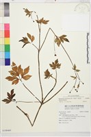 藏品(水辣菜、禺毛茛)的圖片