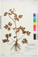 藏品(水辣菜、禺毛茛)的圖片