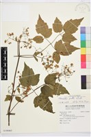 藏品(串鼻龍)的圖片