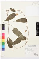 藏品(亨利氏鐵線蓮)的圖片