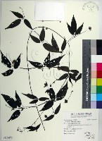 藏品(彭氏鐵線蓮)的圖片