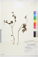 藏品(水辣菜、禺毛茛)的圖片