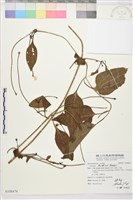 藏品(田代氏鐵線蓮)的圖片