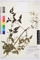 藏品(梨山小蓑衣藤)的圖片