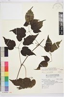 藏品(串鼻龍)的圖片