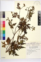 藏品(蔓烏頭)的圖片