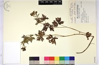 藏品(臺灣烏頭)的圖片