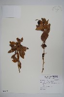 藏品(臺灣小蘗)的圖片