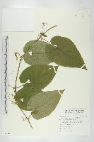 藏品(斑花青牛膽)的圖片