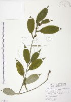 藏品(柚葉藤)的圖片