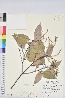 藏品(大葉苦櫧)的圖片