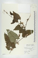 藏品(芋葉括樓)的圖片